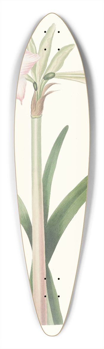 Priscilla Susan Bury - Amaryllis Solandriflora Var. 39.3 inch art pintail longboard deck