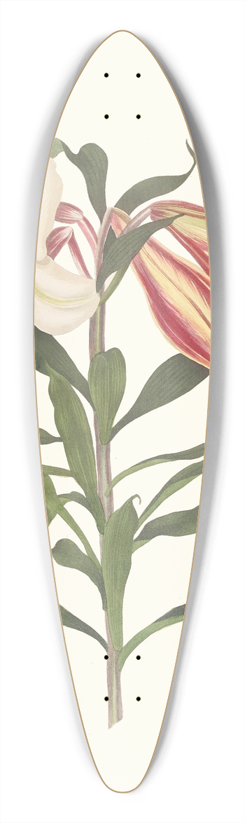 Priscilla Susan Bury - Lilium Japonicum. 39.3 inch art pintail longboard deck
