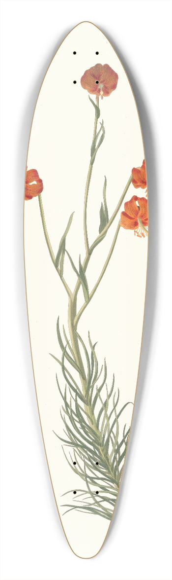 Priscilla Susan Bury - Lilium Pyrenaicum 39.3 inch art pintail longboard deck