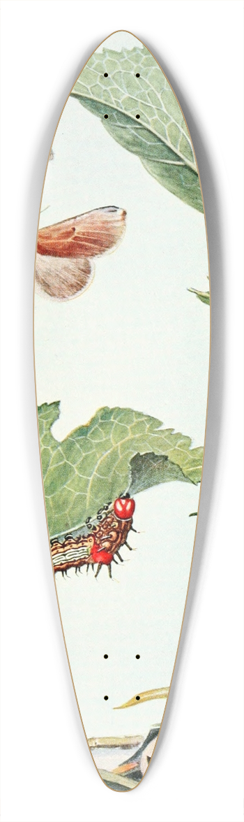 Robert Evans Snodgrass - The Red-Humped Caterpillar 39.3 inch art pintail longboard deck