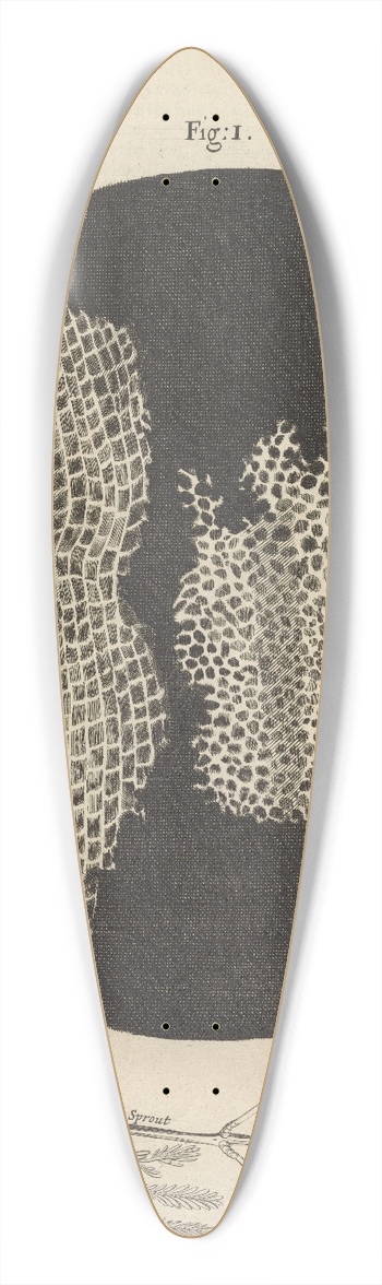 Robert Hooke - Microscopic view of cork and sprouts 39.3 inch art pintail longboard deck