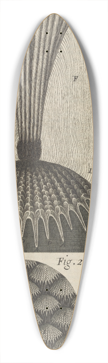 Robert Hooke - Microscopic view of fish scales 39.3 inch art pintail longboard deck