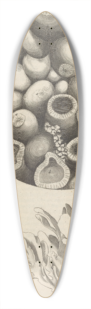 Robert Hooke - Microscopic view of Kettering-stone, sea moss, and sponge 39.3 inch art pintail longboard deck