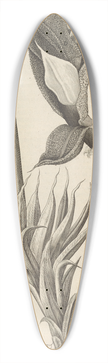 Robert Hooke - Microscopic view of moss and other small vegetative substances 39.3 inch art pintail longboard deck