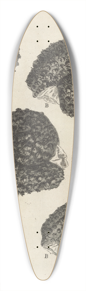 Robert Hooke - Microscopic view of purslane seeds 39.3 inch art pintail longboard deck