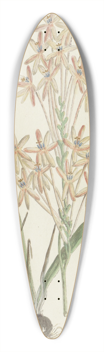 Robert Jacob Gordon - Ixia paniculata D. Delaroche 39.3 inch art pintail longboard deck