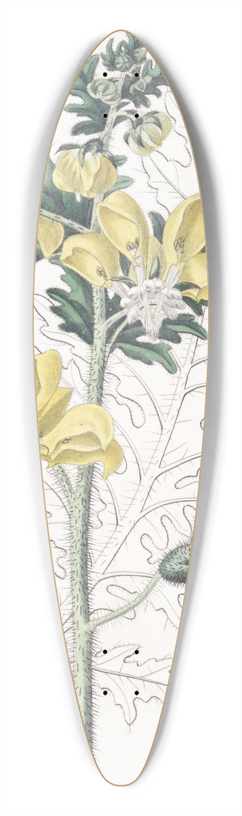 Sydenham Edwards - Ambrosia-leaved Loasa 39.3 inch art pintail longboard deck