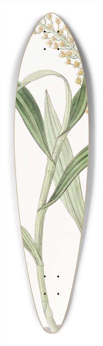 Sydenham Edwards - Apricot-coloured Epidendrum 39.3 inch art pintail longboard deck
