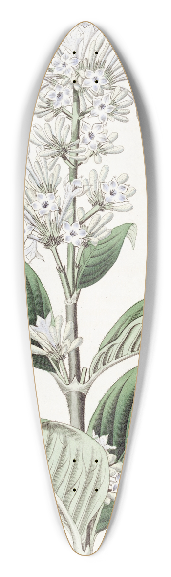 Sydenham Edwards - Azure-flowered Netseed 39.3 inch art pintail longboard deck