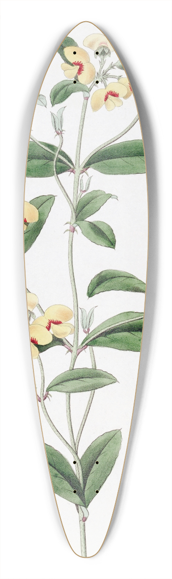 Sydenham Edwards - Baxters Mirbelia 39.3 inch art pintail longboard deck