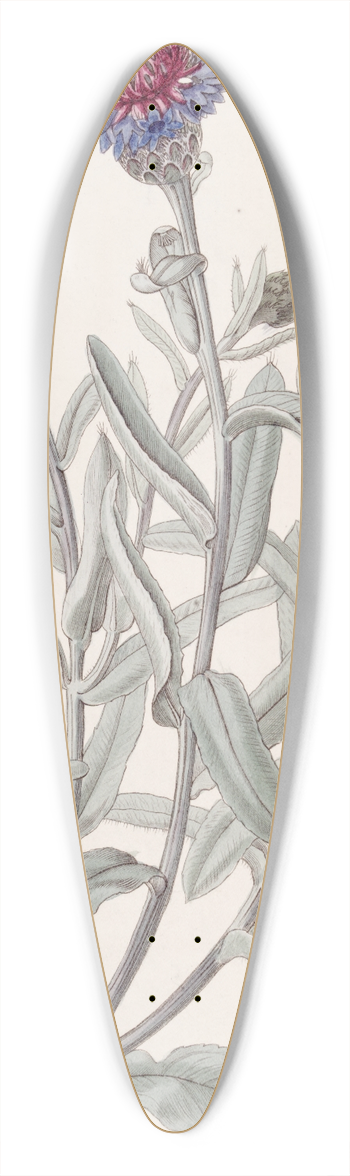Sydenham Edwards - Beautiful Blue Bottle 39.3 inch art pintail longboard deck