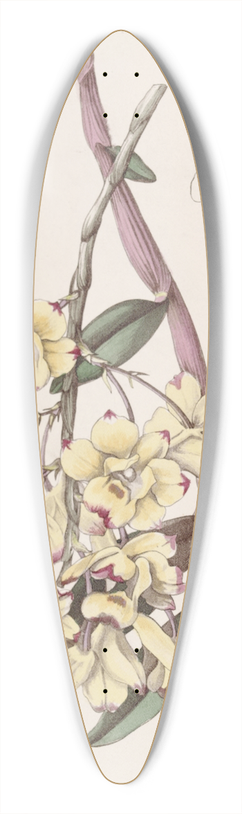 Sydenham Edwards - Blood-stained Dendrobium 39.3 inch art pintail longboard deck