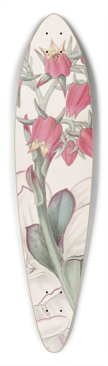 Sydenham Edwards - Blunt-leaved Echeveria 39.3 inch art pintail longboard deck