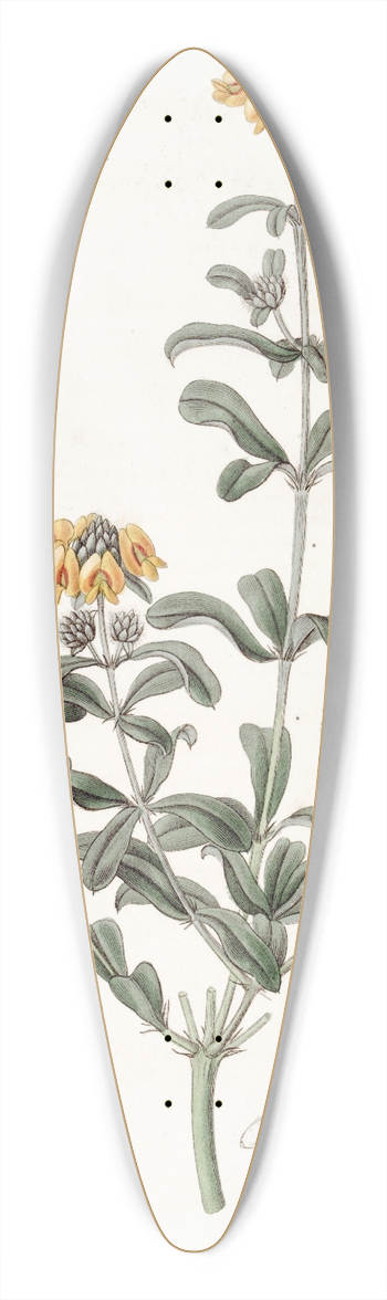 Sydenham Edwards - Blunt-leaved Gastrolobium 39.3 inch art pintail longboard deck