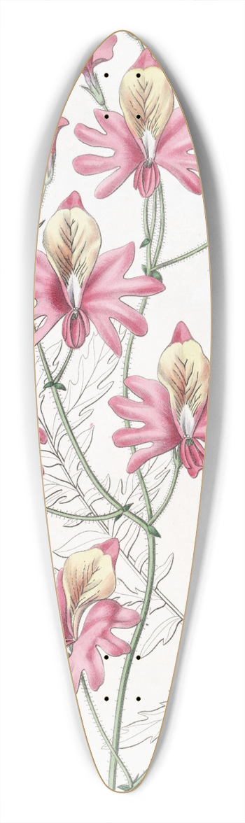 Sydenham Edwards - Blunt-petalled Schizanthus 39.3 inch art pintail longboard deck