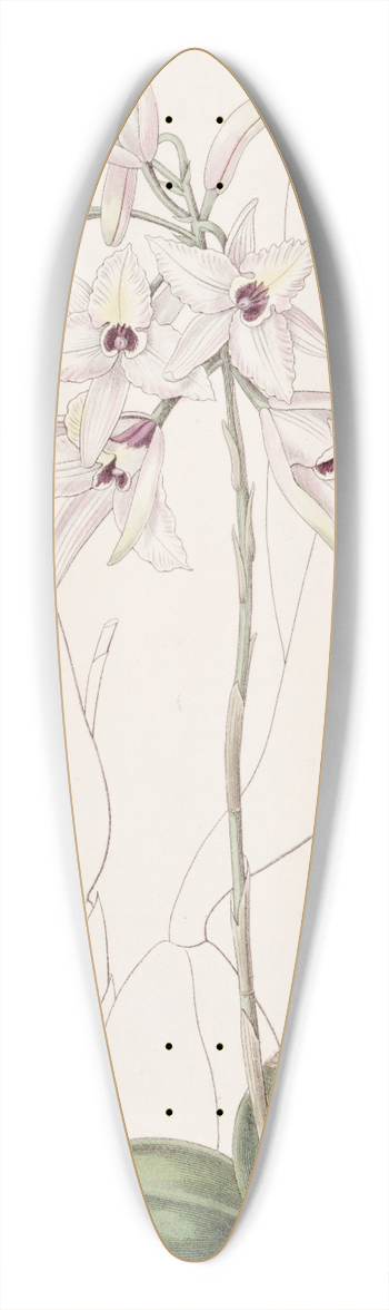 Sydenham Edwards - Blushing Laelia 39.3 inch art pintail longboard deck
