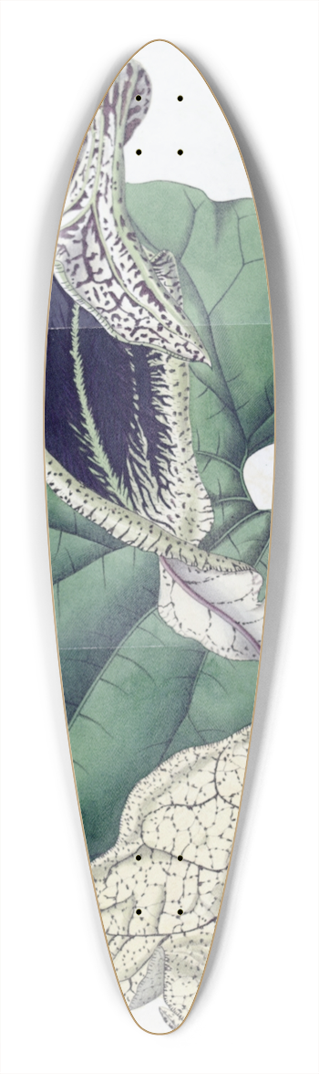 Sydenham Edwards - Boat-flowered Birthwort 39.3 inch art pintail longboard deck