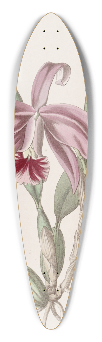 Sydenham Edwards - Bordered Dwarf Cattleya 39.3 inch art pintail longboard deck