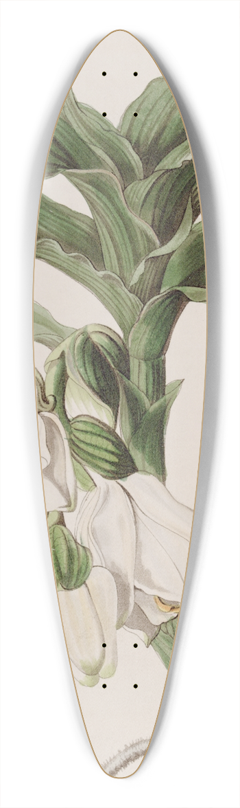 Sydenham Edwards - Bracteated Chysis 39.3 inch art pintail longboard deck