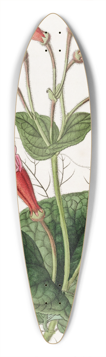 Sydenham Edwards - Brick-red Gesnera 39.3 inch art pintail longboard deck