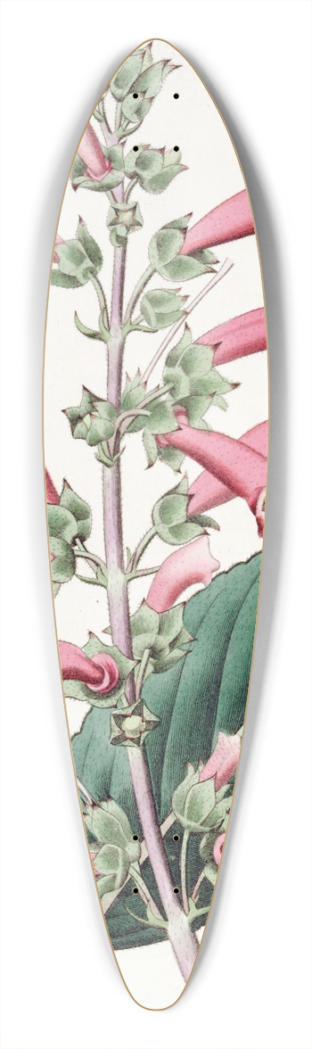 Sydenham Edwards - Brillant Gesneria 39.3 inch art pintail longboard deck