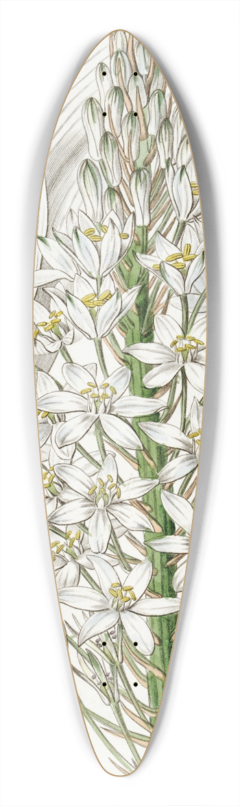 Sydenham Edwards - Broad-leaved Ornithogalum 39.3 inch art pintail longboard deck