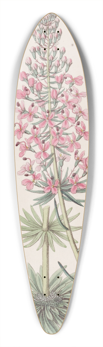Sydenham Edwards - Browns Stylewort 39.3 inch art pintail longboard deck