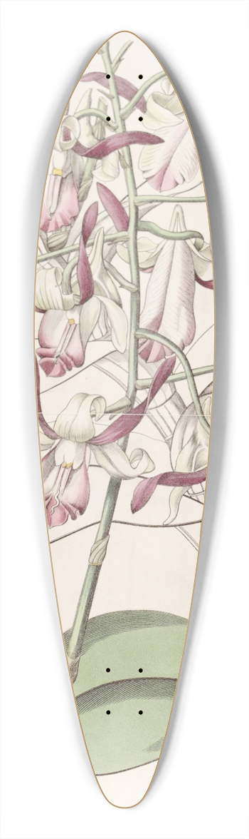 Sydenham Edwards - Bull-headed Dendrobium 39.3 inch art pintail longboard deck