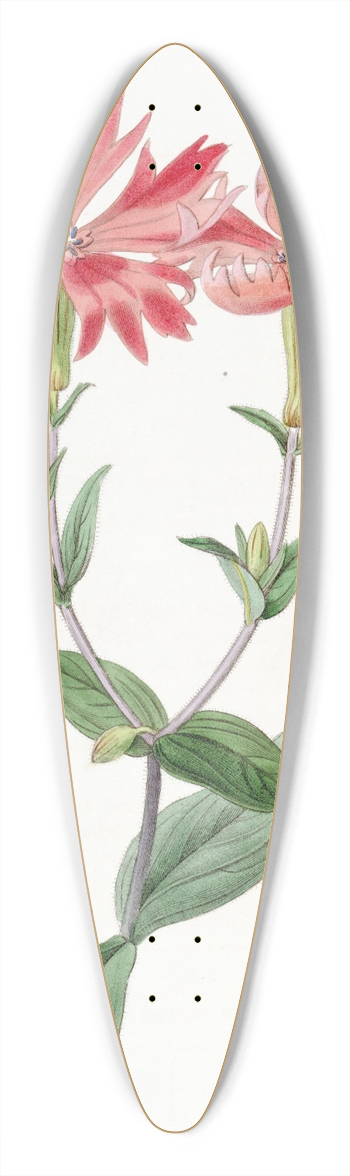 Sydenham Edwards - Bunges Lychnis 39.3 inch art pintail longboard deck