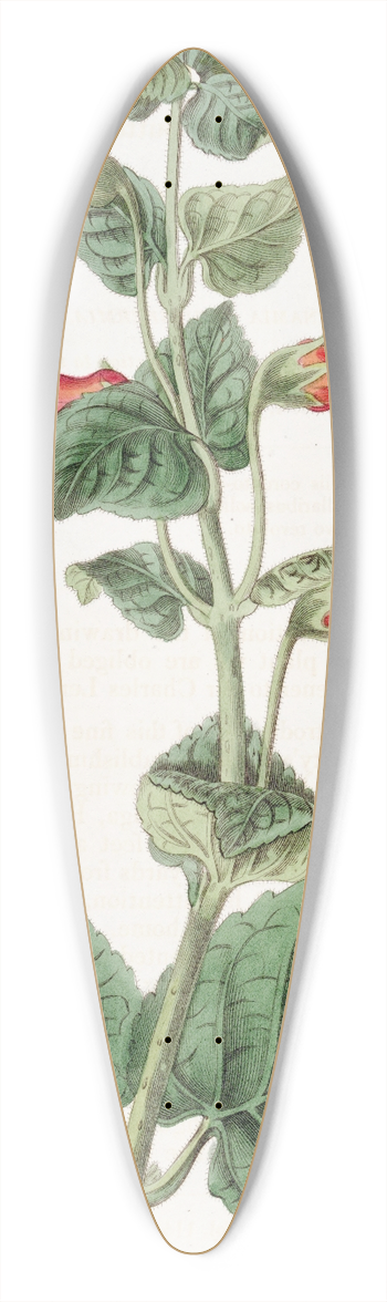 Sydenham Edwards - Captain Suttons Gesnera 39.3 inch art pintail longboard deck