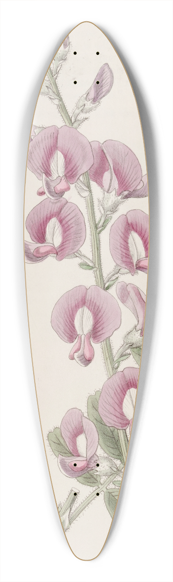 Sydenham Edwards - Capt. Greys Swainsona 39.3 inch art pintail longboard deck