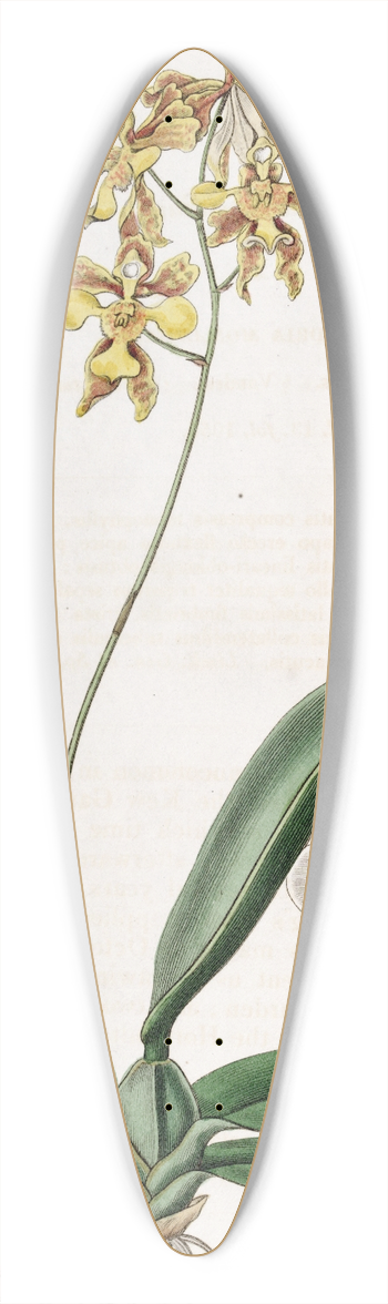 Sydenham Edwards - Ciliated Oncidium 39.3 inch art pintail longboard deck