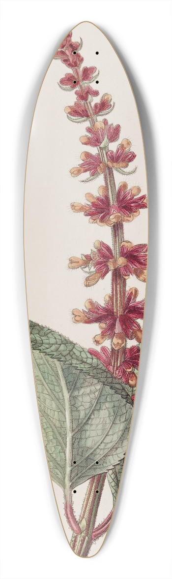 Sydenham Edwards - Close-flowered Sage 39.3 inch art pintail longboard deck