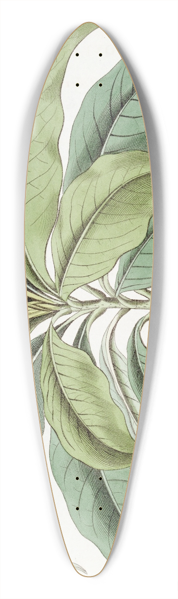 Sydenham Edwards - Close-flowered Tabernaemontana 39.3 inch art pintail longboard deck