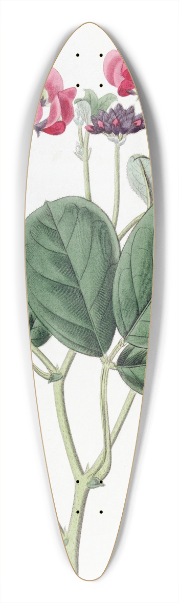Sydenham Edwards - Close-headed Kennedya 39.3 inch art pintail longboard deck