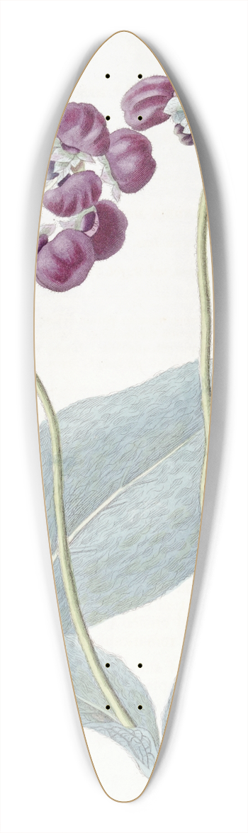 Sydenham Edwards - Cobweb Slipper-wort 39.3 inch art pintail longboard deck