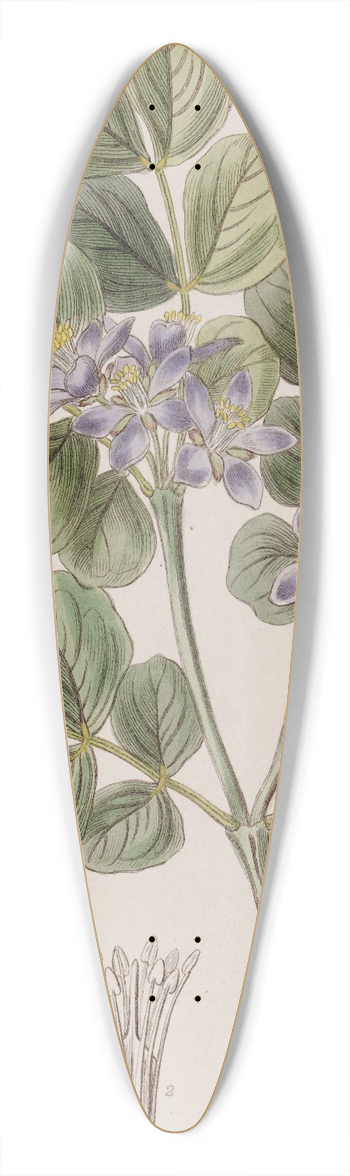 Sydenham Edwards - Common Lignum Vitae 39.3 inch art pintail longboard deck
