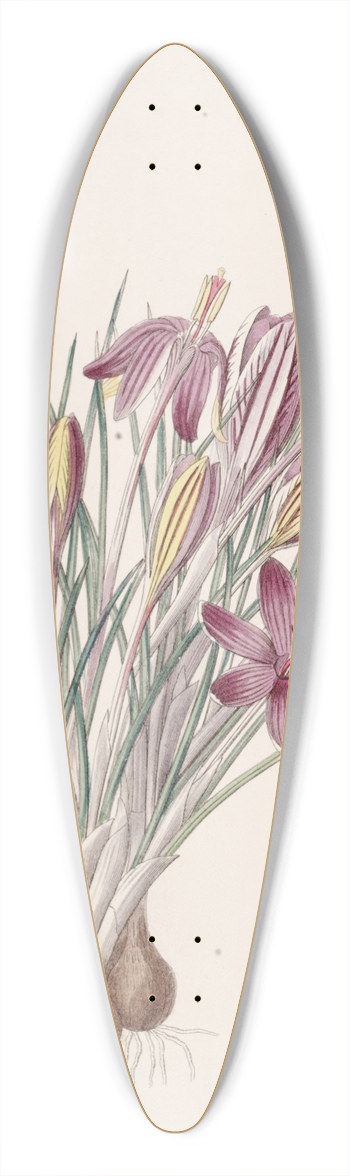 Sydenham Edwards - Corsican Crocus 39.3 inch art pintail longboard deck
