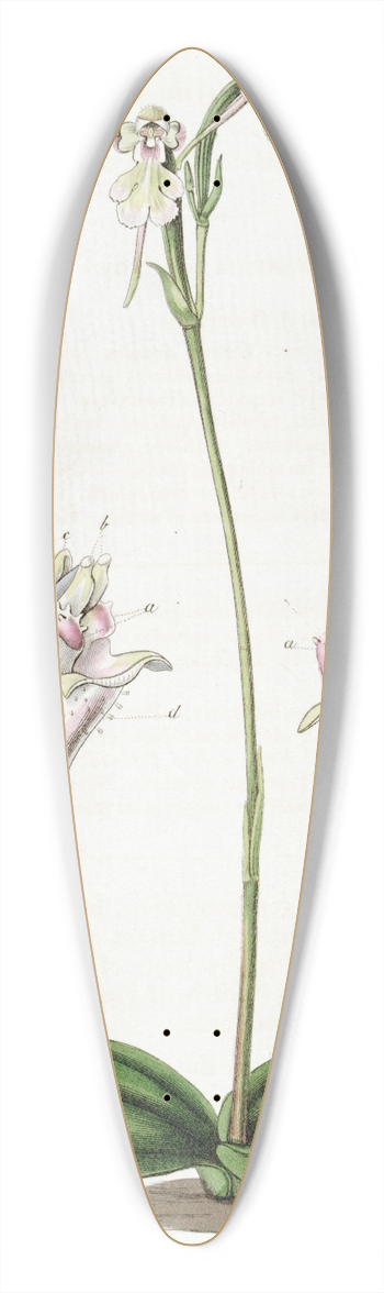 Sydenham Edwards - Corymbose Dog-Orchis 39.3 inch art pintail longboard deck