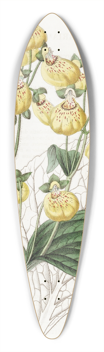 Sydenham Edwards - Crenate-flowered Calceolaria 39.3 inch art pintail longboard deck