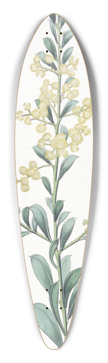 Sydenham Edwards - Crescent-leaved Acacia 39.3 inch art pintail longboard deck