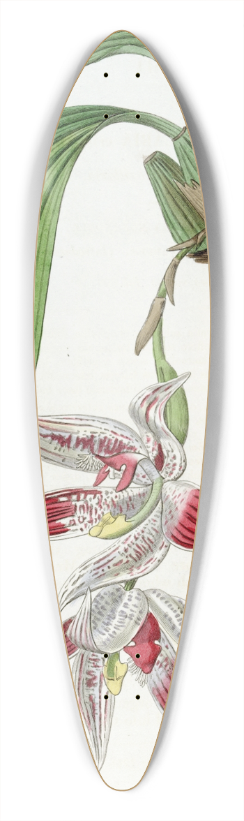 Sydenham Edwards - Crested Maxillaria 39.3 inch art pintail longboard deck