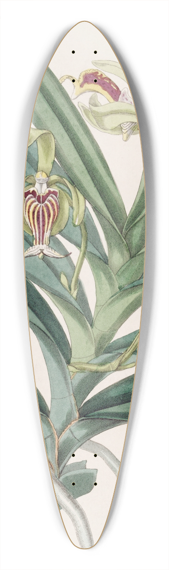 Sydenham Edwards - Crested Vanda 39.3 inch art pintail longboard deck
