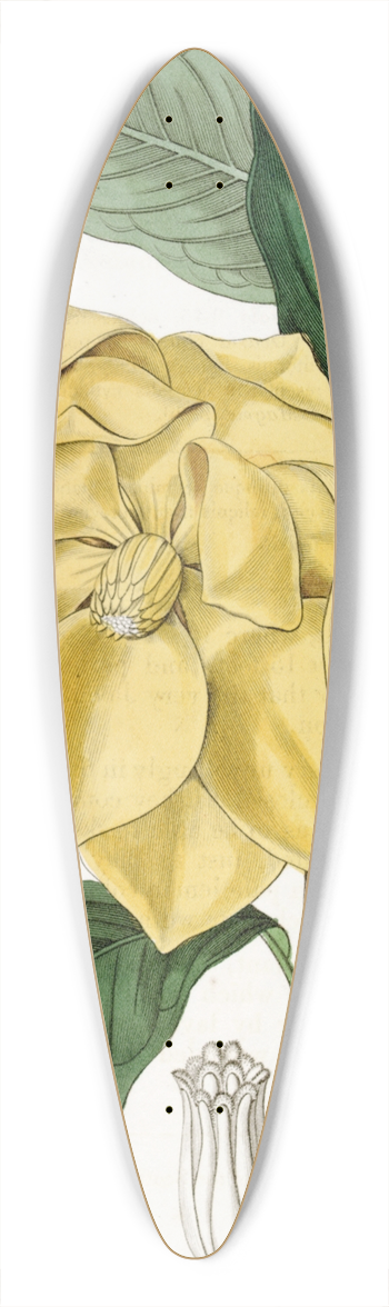 Sydenham Edwards - De Candolles Talaum Tree 39.3 inch art pintail longboard deck