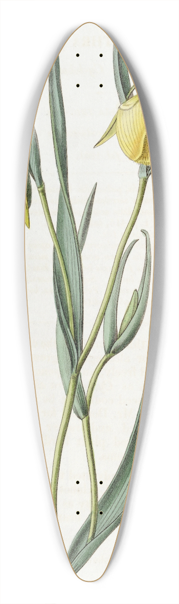 Sydenham Edwards - Deep-yellow Cyclobothra 39.3 inch art pintail longboard deck