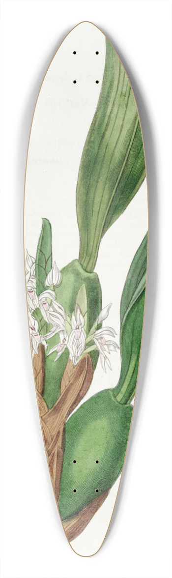 Sydenham Edwards - Dense-flowered Maxillari 39.3 inch art pintail longboard deck