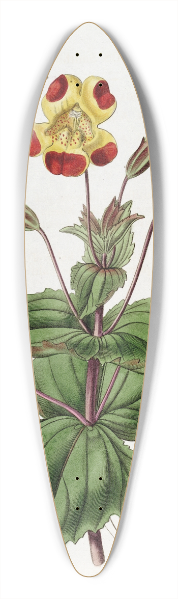 Sydenham Edwards - Didynamia Angiospermia 39.3 inch art pintail longboard deck
