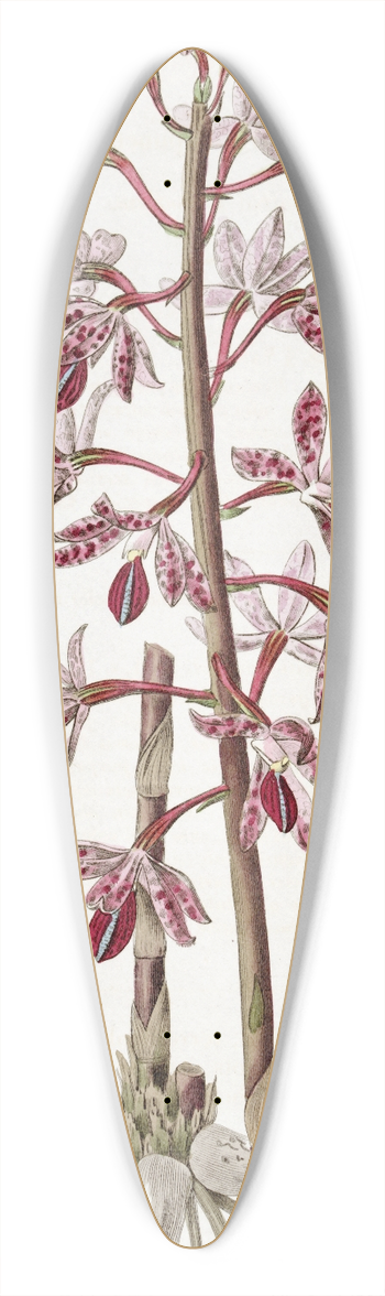 Sydenham Edwards - Dotted Dipodium 39.3 inch art pintail longboard deck