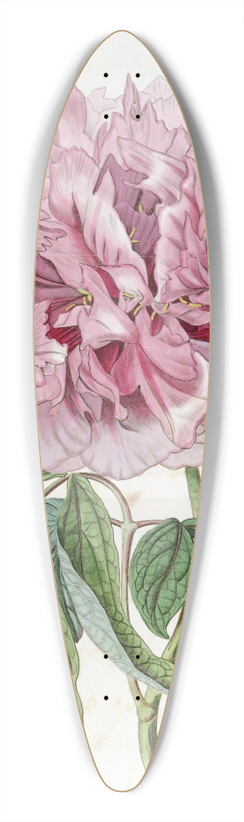Sydenham Edwards - Double-red curled Tree Paeony 39.3 inch art pintail longboard deck