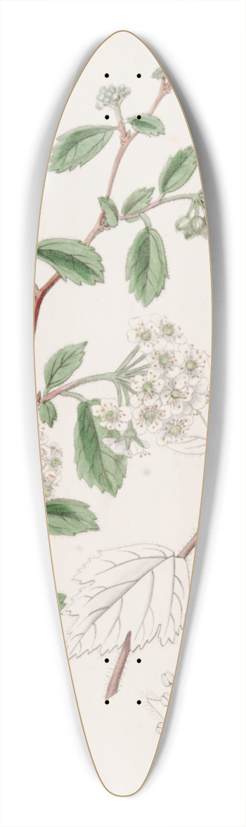 Sydenham Edwards - Downy Spiraea 39.3 inch art pintail longboard deck